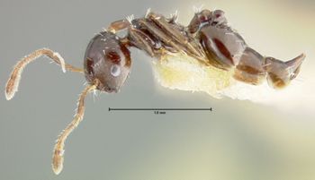 Media type: image; Entomology 20813   Aspect: habitus lateral view